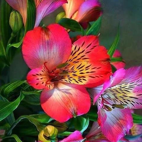 十大经典鲜艳游戏盘点：揭秘色彩魅力之旅