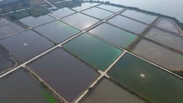 虾塘养殖盈利秘诀：解忧小村落深度剖析