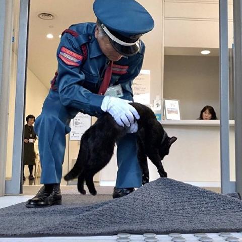 猫博物馆大厅通关秘籍：解锁隐藏宝藏攻略