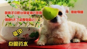 布偶动物餐厅二楼装修攻略：打造温馨新体验