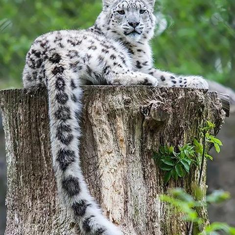 最新排行揭晓：生物收集游戏盘点，探索新领域！