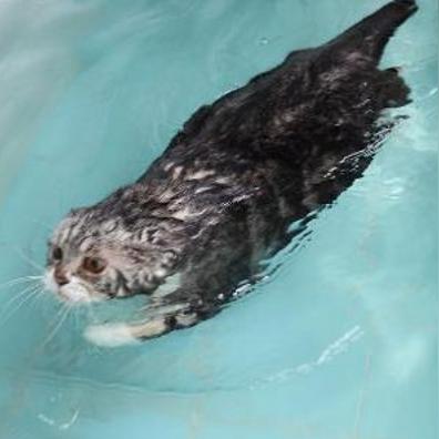 热门猫游盘点：人气巅峰，趣味猫游戏推荐榜