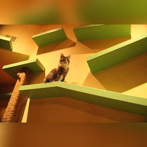 十大经典猫游戏盘点：揭秘猫咪乐园新体验