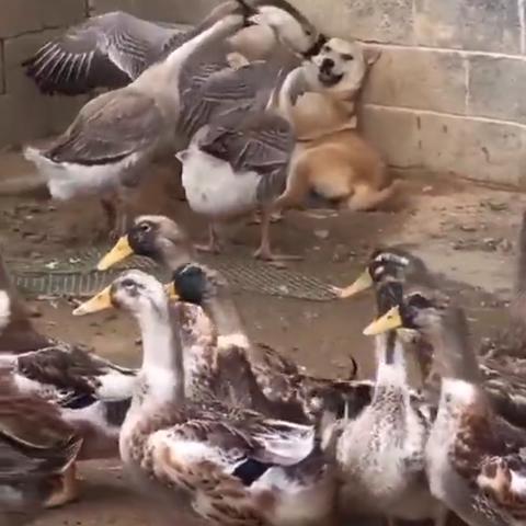 《鹅鸭杀》技能CD速览：高效职业搭配攻略！