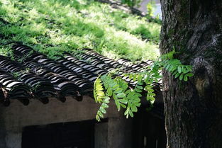 山路种植攻略：老农独门种树技巧大揭秘