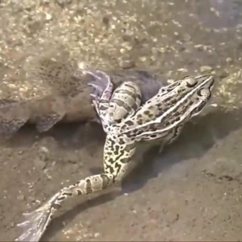 《怪物猎人荒野》缠蛙攻略：招式解析+掉落物汇总