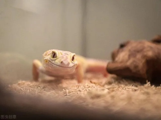 养壁虎选什么品种？豹纹守宫新手避坑实战指南