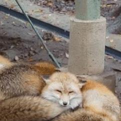 热门狐狸游戏盘点：人气排行，趣味无限推荐！