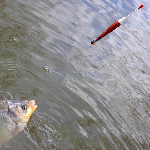 2025冬季钓鲫鱼绝杀，轻口鱼调漂与红虫饵料实战解析