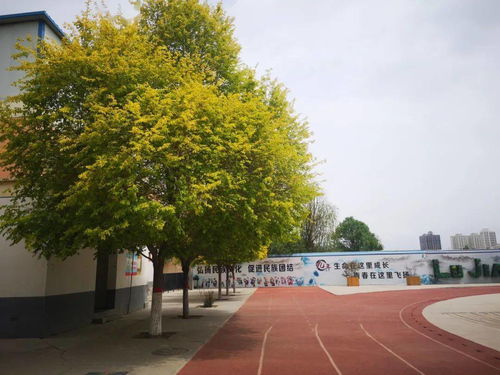 音响被踢飞？2026高校表白避坑实录与恋爱通关攻略