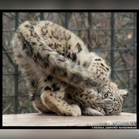 生物收集游戏哪个好玩？热门收集游戏排行榜