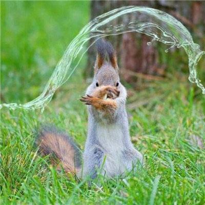 热门狐狸游戏排行榜 | 精选狐狸游戏大全