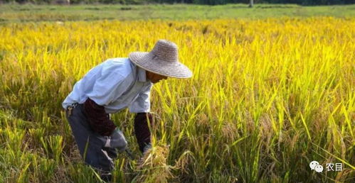星砂岛成国产小清新种田爆款，4天破10万，好评不停