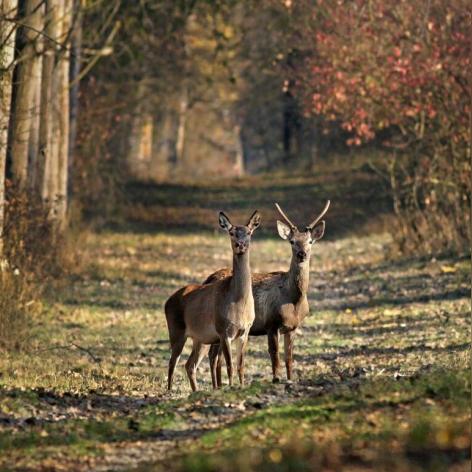狩猎游戏哪些值得玩？十大经典必试狩猎游戏推荐
