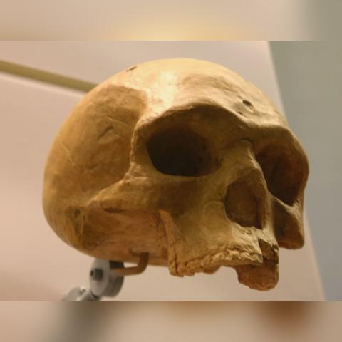 别再瞎玩战争进化史了！揭秘从石器到未来的必胜法则