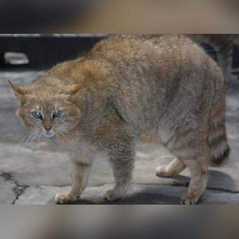 CS2 Wolf模式怎么赢？狼人类型核心机制与进阶实战全揭秘