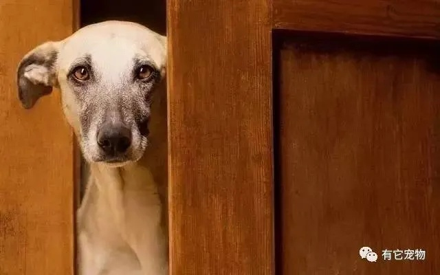 狗狗走丢一月回家撞门？揭秘背后真相与紧急安抚法