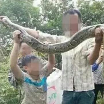 宠物森林2怎么快速升级？独家阵容搭配与资源分配指南