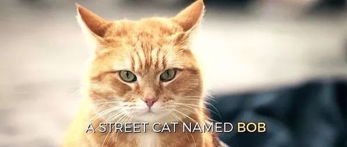 遇见你的猫扭蛋攻略与好感提升技巧