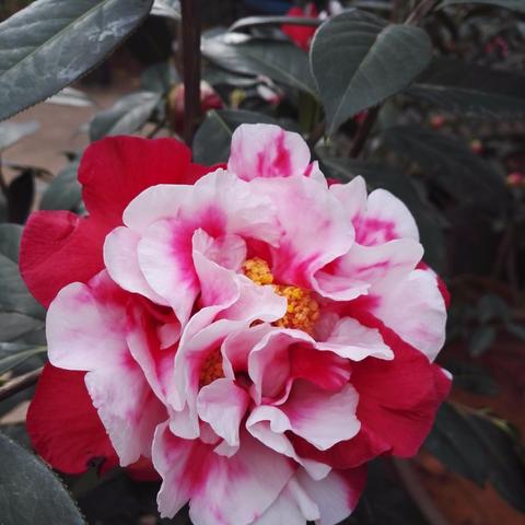 夜兰突破材料去哪刷？2025最新琉璃百合与霓裳花速刷路线