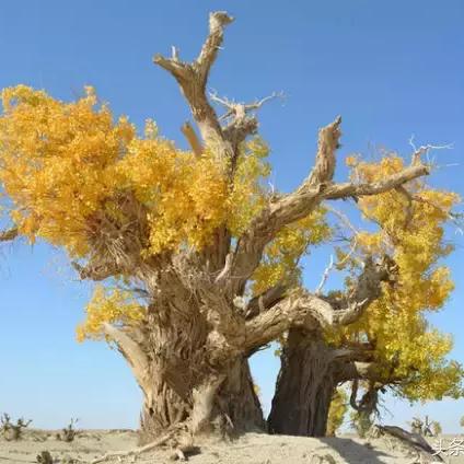 《红色沙漠》虽不是魂类游戏，但并非没有难度