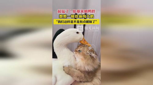 2025鸭鹅杀进阶，中立职业呆呆鸟秃鹫必胜秘籍