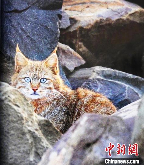 荒漠猫惊现达古冰川！2026川西寻踪全攻略