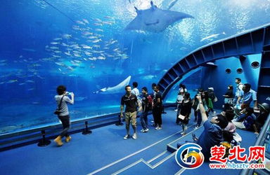 巨型水族馆上市八年，至今仍在推更新与DLC