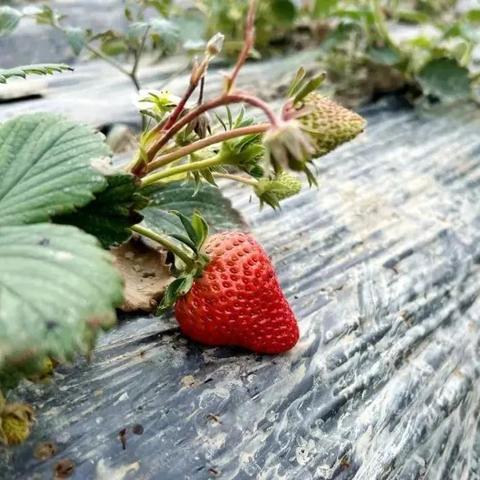 火炬之光地图类型全解析，别再瞎跑，这样刷收益翻倍！