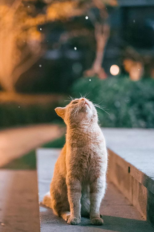 喵喵的结合猫名征集，玩家狂刷哈基米，你也来提名？