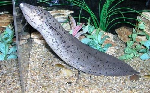 原神翠绿肺鱼全解析，心海瞳捕捉点位与高阶钓鱼技巧