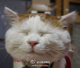 喵喵的结合猫名征集，玩家狂刷哈基米，你的提名上榜了吗？