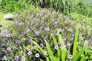 勿忘我Nilin记忆重塑技巧，最详尽剧情与战斗解析