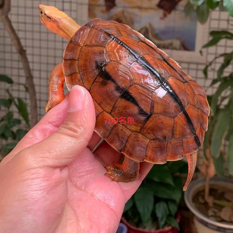 揭秘暗黑3大米速刷天花板，赛季冲层效率翻倍实战指南