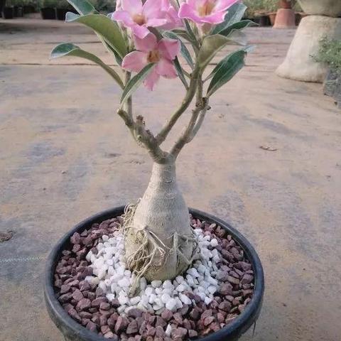 6小时试玩红色沙漠，内容丰富，上手真要练？