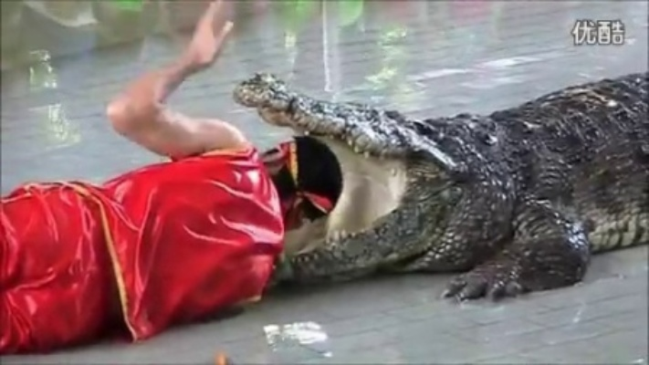 网传蹦极惨遭鳄鱼咬头视频流出？深度揭秘真假与惊魂瞬间