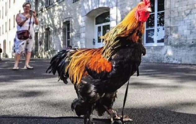 《无风计划》9英尺高的公鸡主角收到了预期的反响