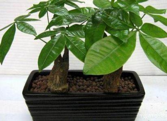 别乱买！揭秘摇钱树种子的真实产出与赚钱门道