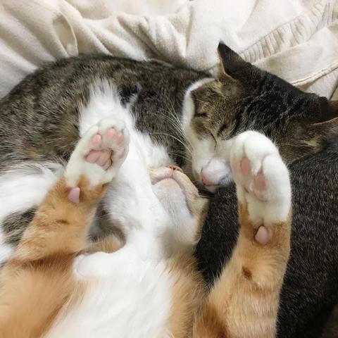 揭秘热门萌猫类型，新手如何快速上手养成最强猫队