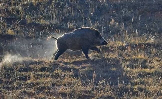 野猪闯入饭店实战复盘，从顾客追打看生存游戏乱斗机制