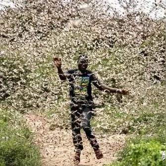 桃源记2樟木获取攻略