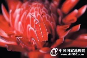 艾尔登法环洛鲁克树枝怎么选？辉石红焰雷霆实战避坑指南