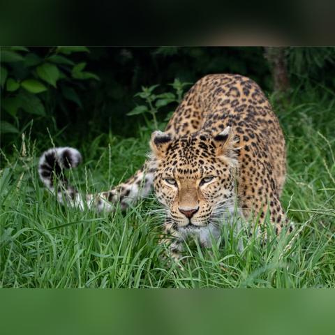 网上争议聚焦，红色沙漠有扑倒殴打女性情节