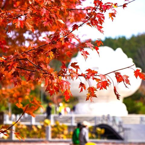 《逍遥情缘》鲤鱼童子:天真无邪中,法系输出力MAX！