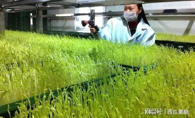 2026年农业发家致富新风口，揭秘亩产破万的冷门暴利项目