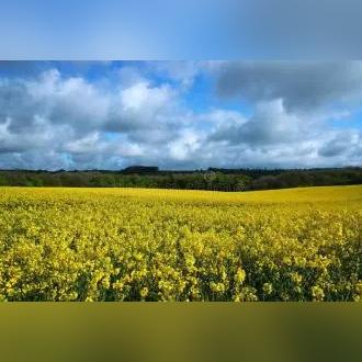 红色沙漠有啥新玩法？建家园种地养猪全曝光！