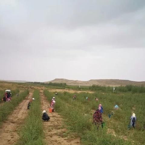 红色沙漠Boss76个？地图达110km²实测！