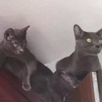 贪玩猫怎么玩才不亏？深度解析平民神级阵容与资源分配