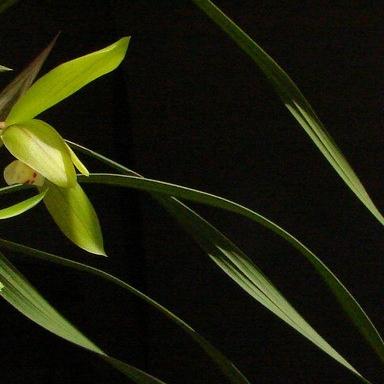 虚幻勇士游戏怎么玩？揭秘卡地亚实战与怀旧重启攻略