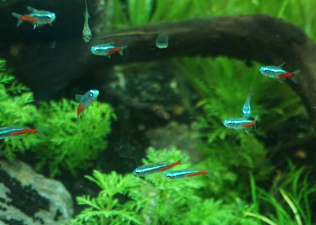 揭秘小型亚口鱼，2026年水草缸底栖神仙鱼的混养门道